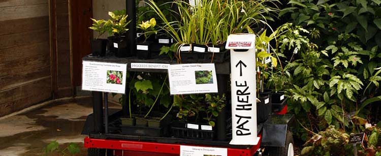 Plant buggy | Plant sale at the JC Raulston Arboretum