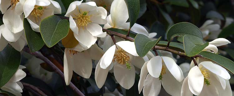 photo of Magnolia Serendipty at the JC Raulston Arboretum