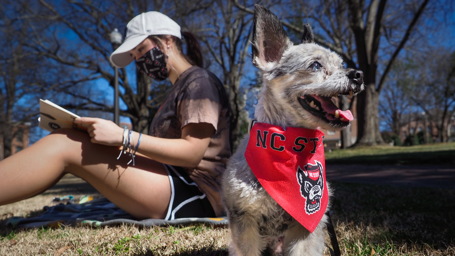 Gizmo the dog helps her undergrad student study in the Court of North Carolina. Photo by Marc Hall
