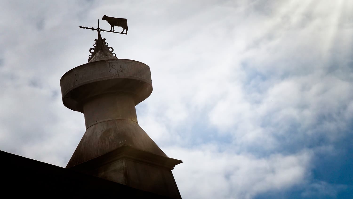 A weathervane adorned with a cow that sits atop a barn at the College of Veterinary Medicine pastures.