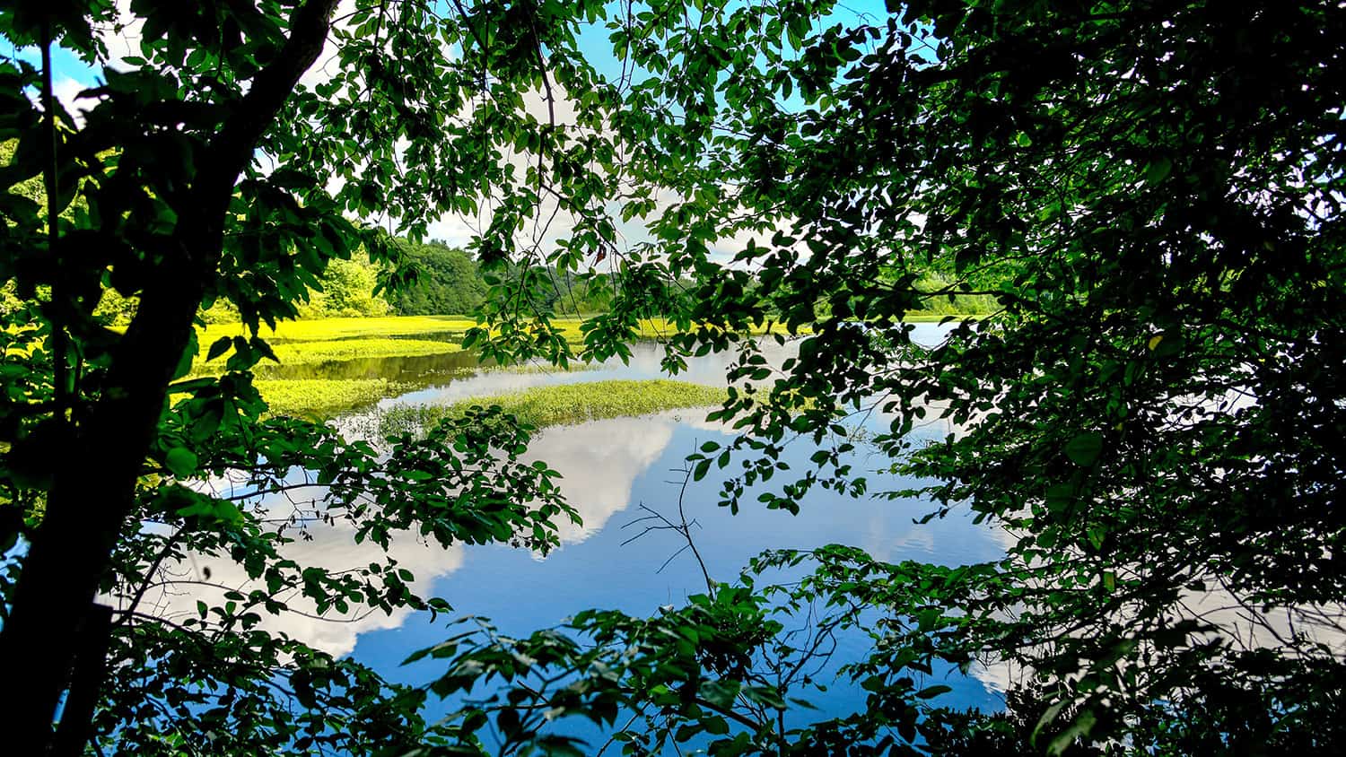 A view of the reflective, still water of Lake Raleigh from a shady shore.