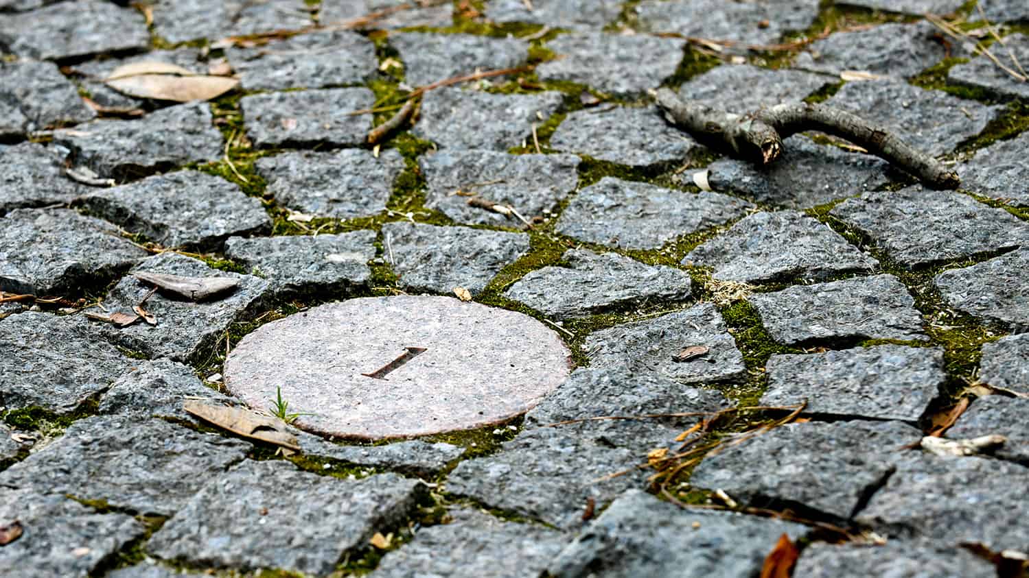 Stones in a mossy mosaic at the amphitheater located on the Court of North Carolina's east side.