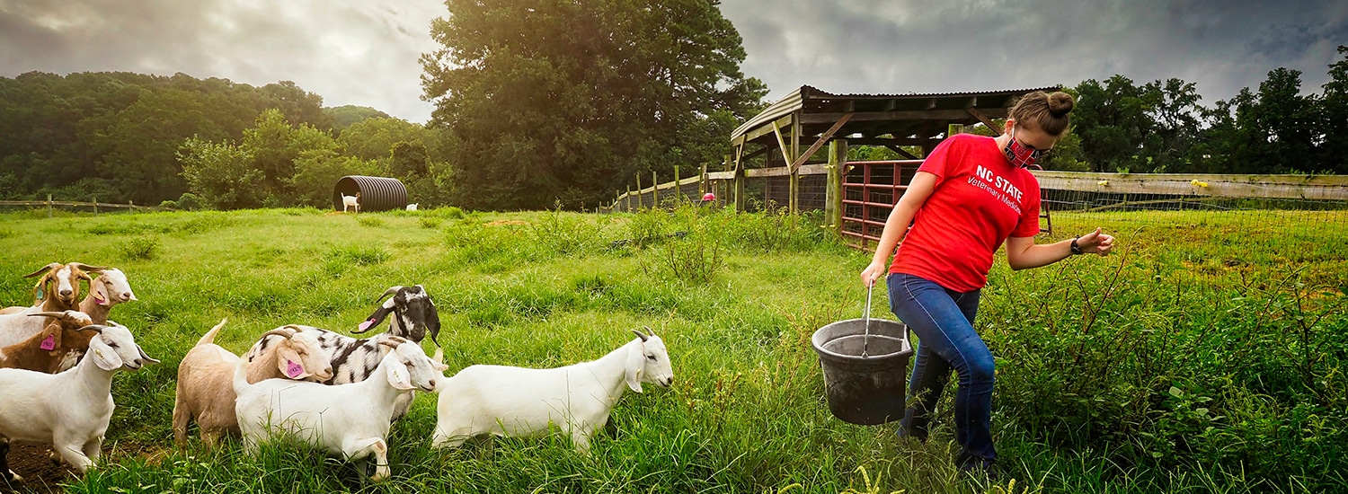 A veterinary medicine student leads eight goats across a field.