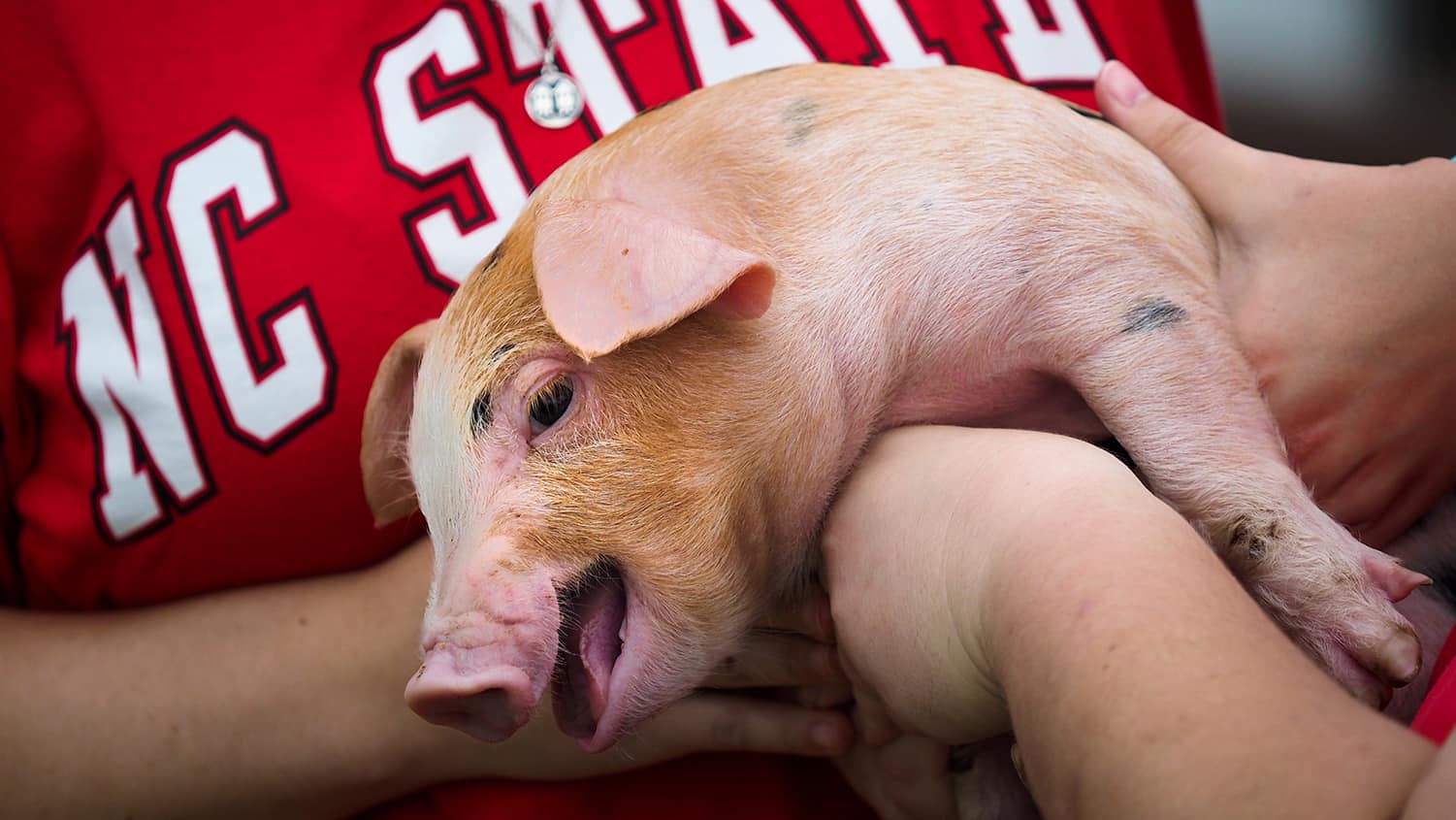 A squealing piglet in the arms of an NC State student.