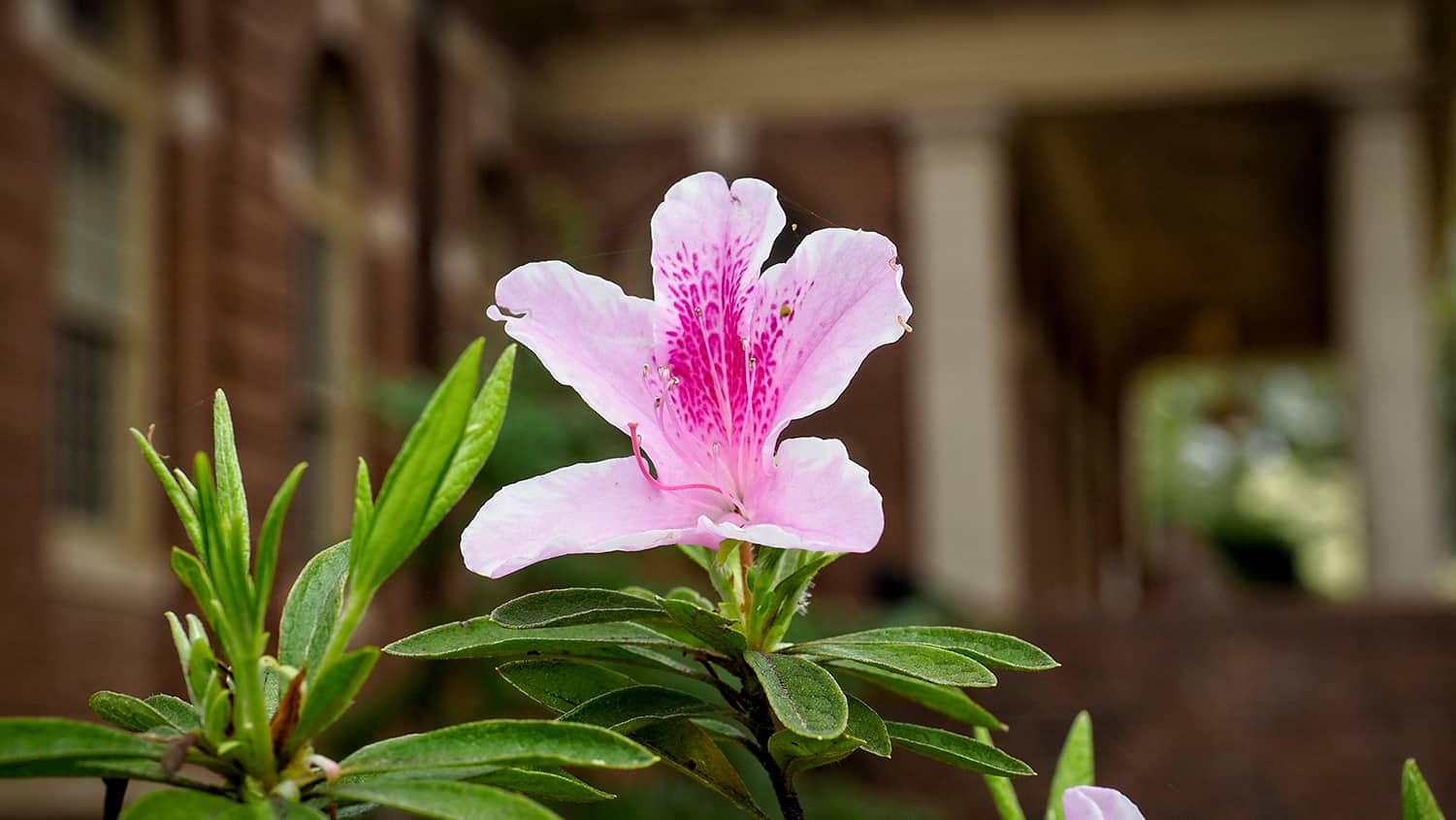 A blooming pink lily on a spring day near Mary Yarbrough Court.