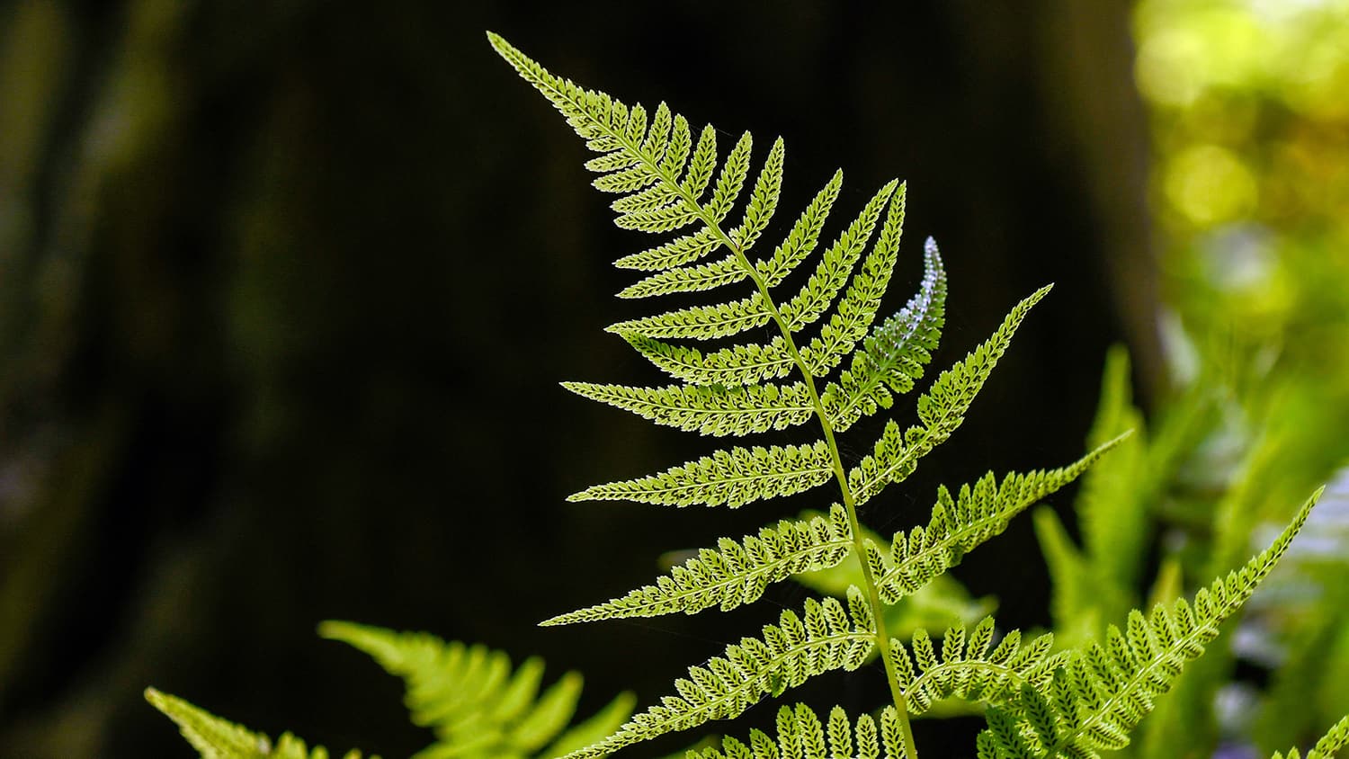 A leafy green branch spotted on a walk at Lake Raleigh.