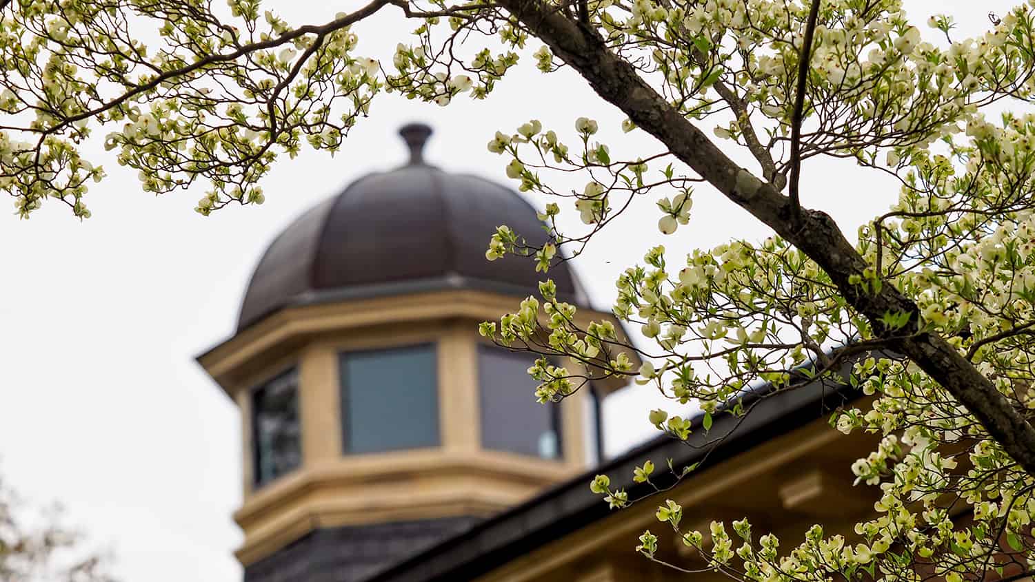 A blooming tree sits outside Leazar Hall, a historic building flanking Mary Yarbrough Court.