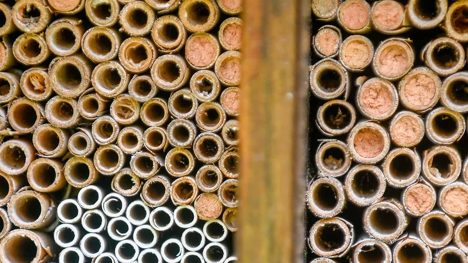 A habitat for bees located on the east side of the Court of North Carolina.