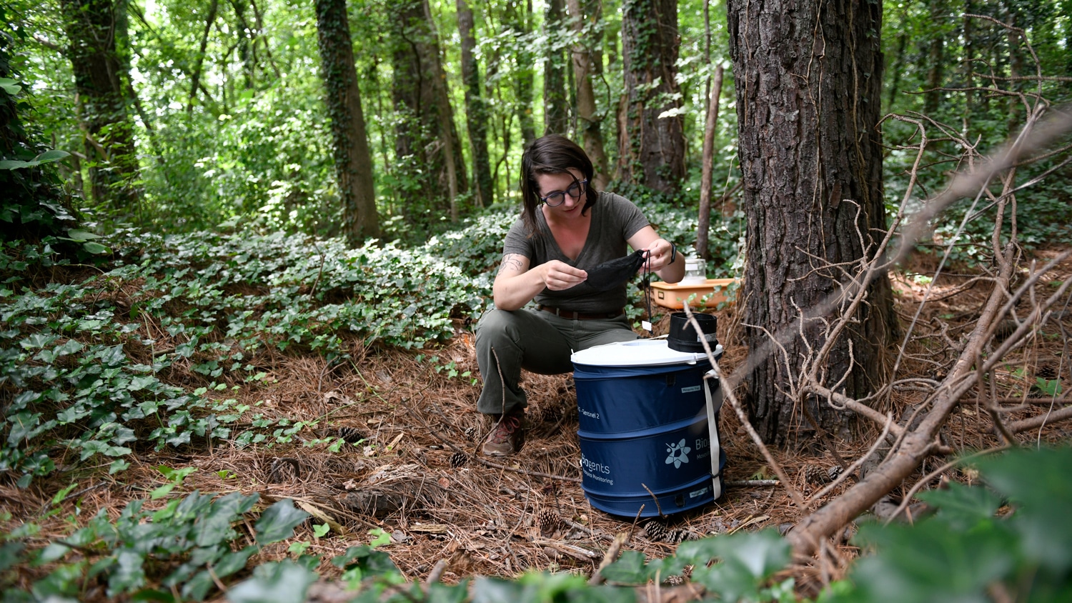 Graduate student Emily Reed is using landscape genomics to model genetic connectivity and gene flow in the invasive Asian Tiger Mosquito Aedes albopictus.
