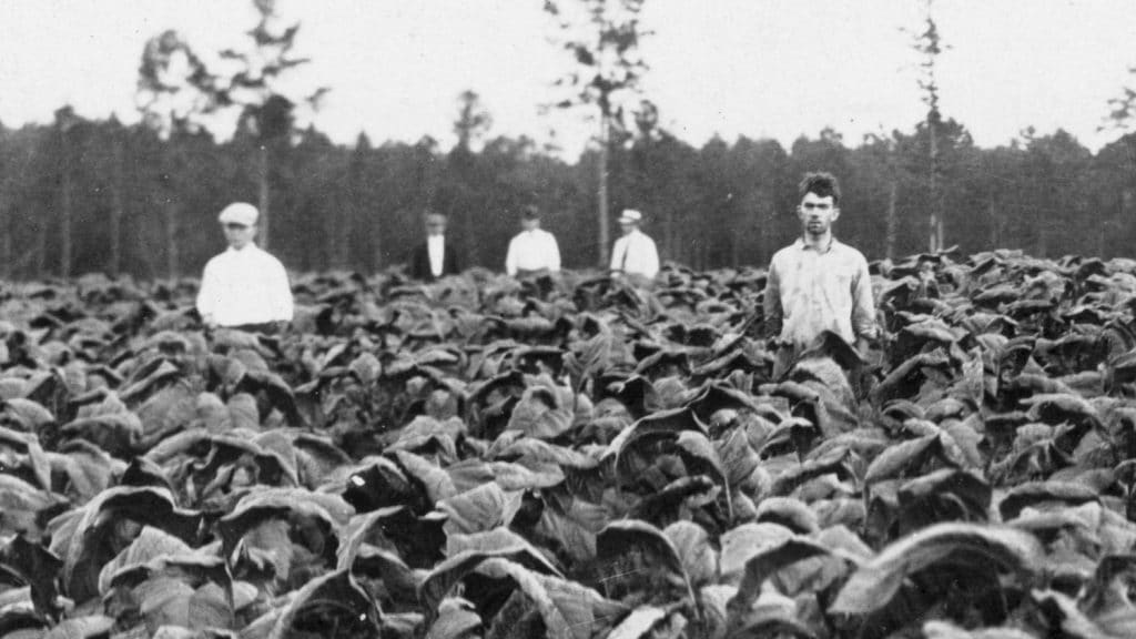 A black and white photo of five men standing in a field of crops, circa 1916.