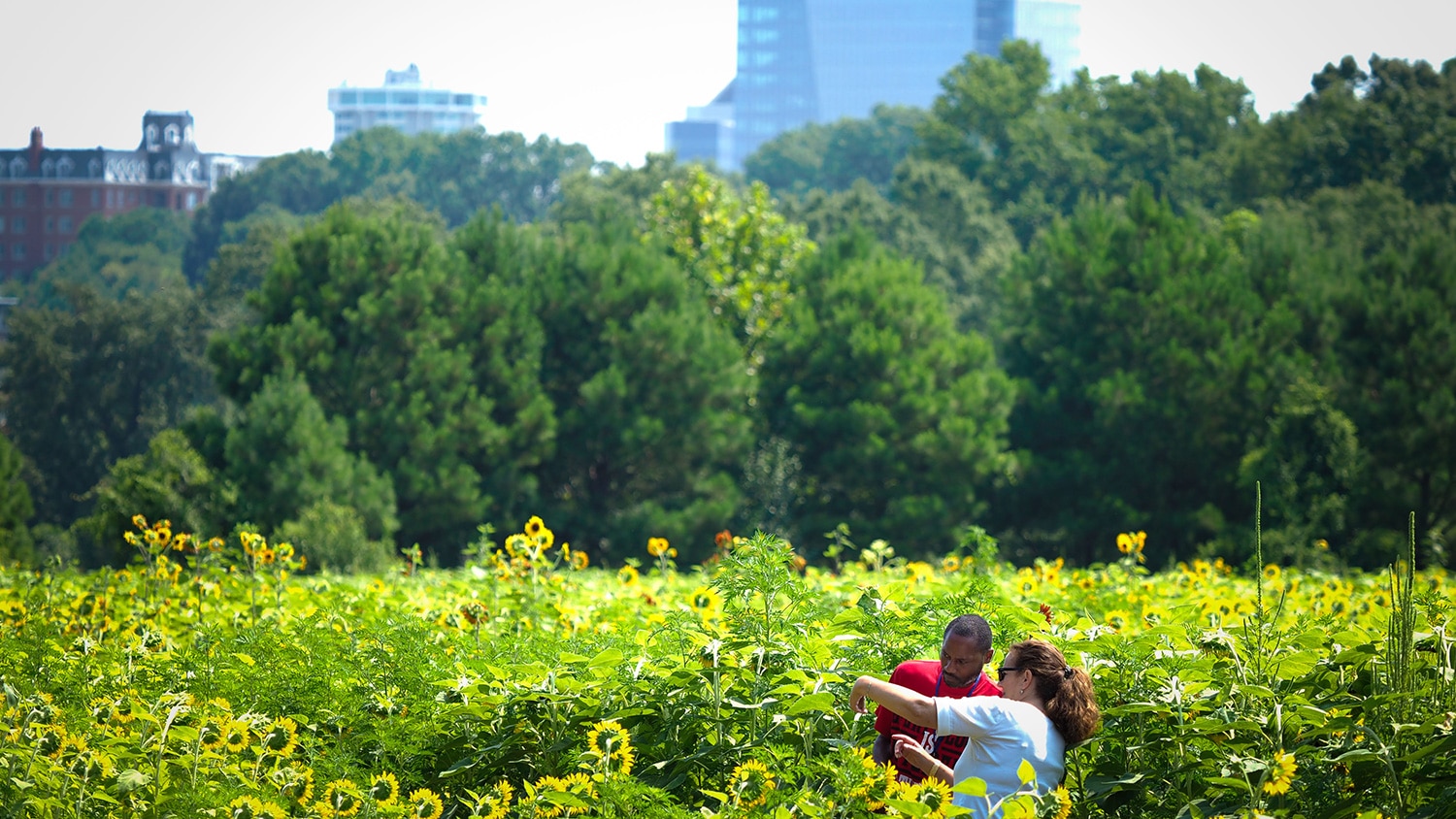 Sunflowers at Dix Park