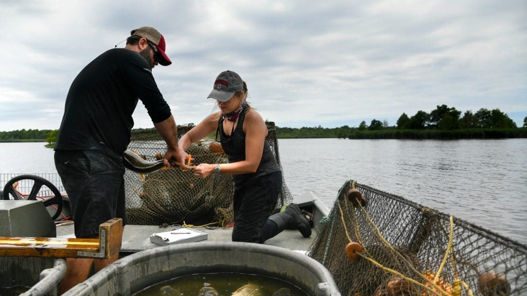 CALS student April Lamb works with carp (fish) on Lake Matamuskeet near the coast of North Carolina.