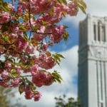 Spring blossoms wave in front of the NC State Memorial Belltower.