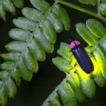 A glowing firefly on a branch.