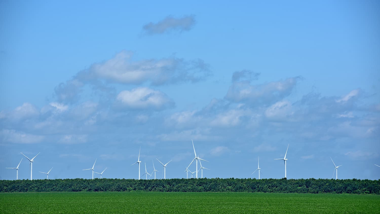 Energy-producing windmills rise up behind soy bean fields, harnessing electrical power.