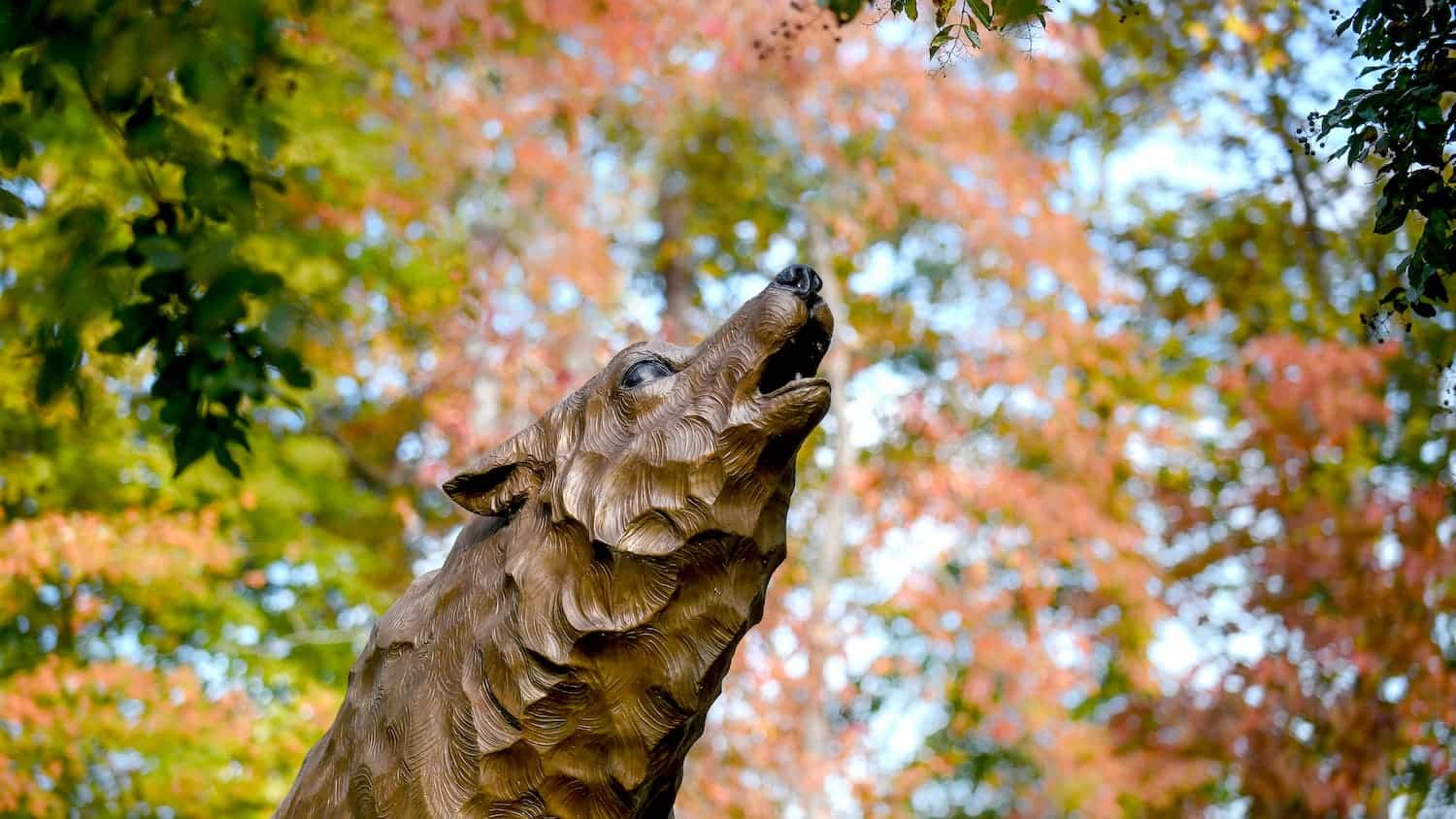 Fall leaves surround a copper wolf statue outside of the Alumni Center.