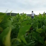 A man stands in a soybean field as part of a new interdisciplinary collaboration that aims to uncover new biology-based methods for CO2 management and sustainable fertilizer production.