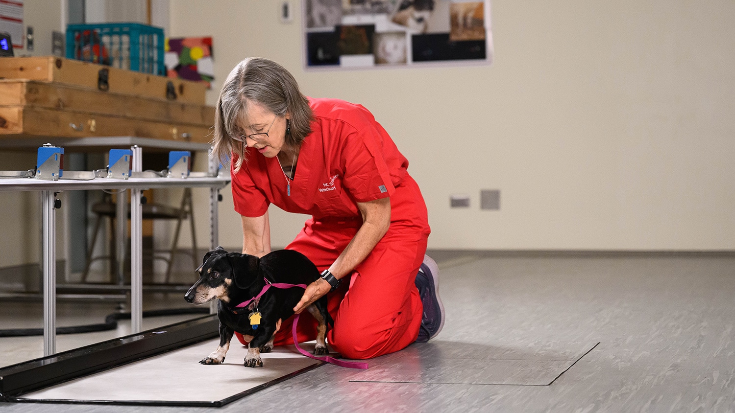 Natasha Olby sets a dachshund down on the floor of her lab.