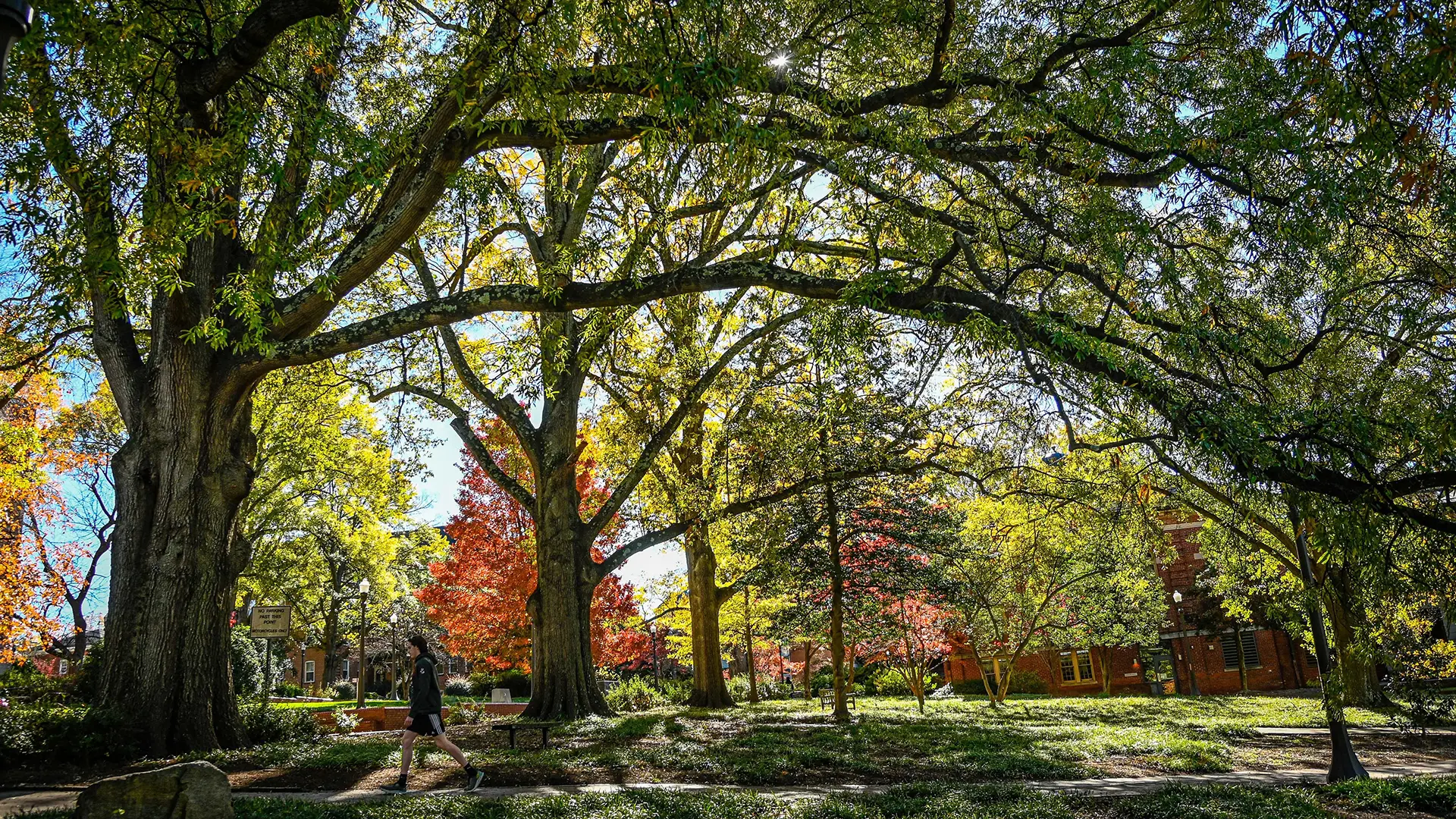 A student walks across campus on a sunny, autumnal afternoon.