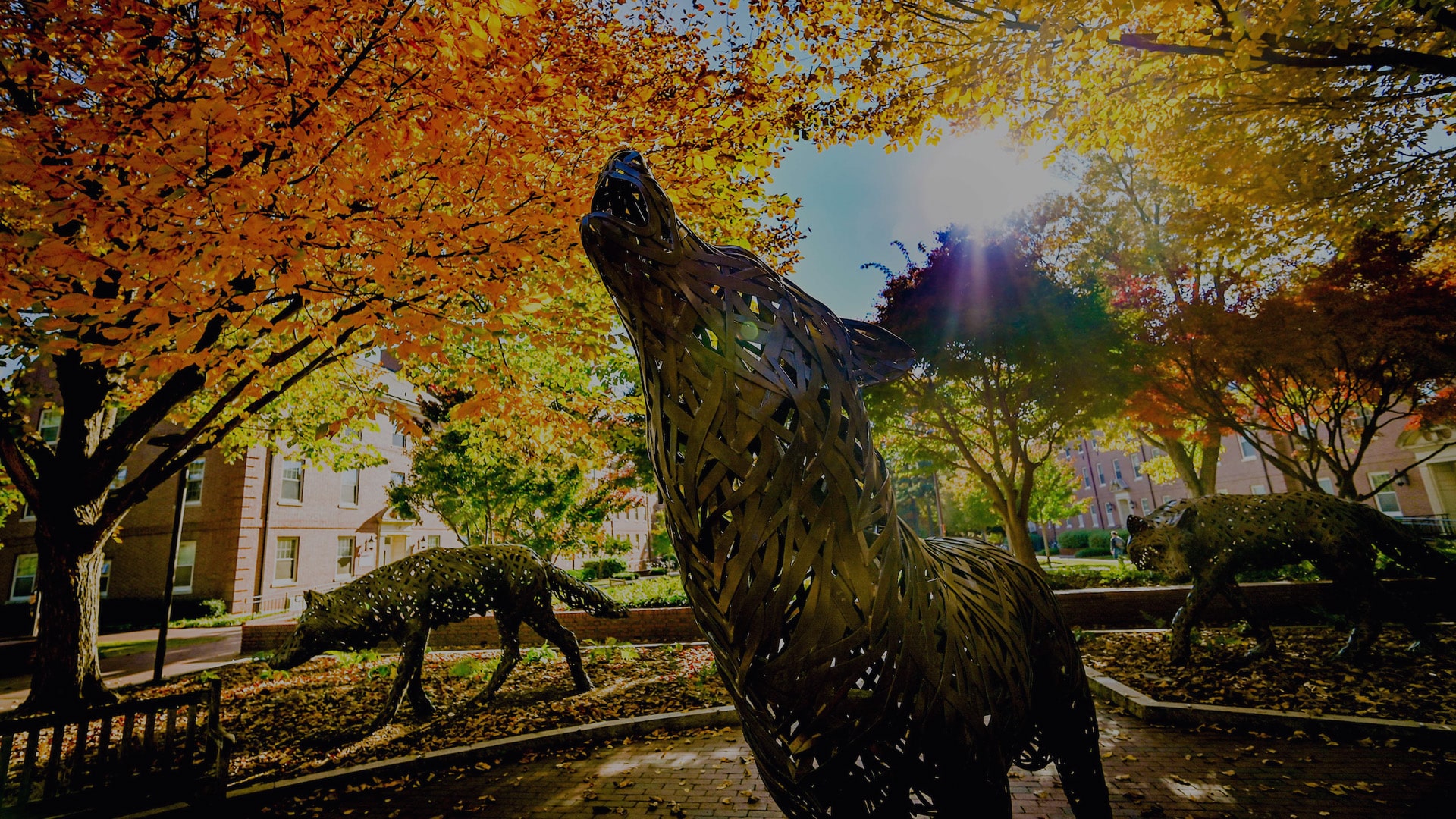 A copper wolf statue on NC State's campus, surrounded by trees with vibrant fall colors.