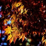 Orange foliage on campus, contrasted against a blue sky.