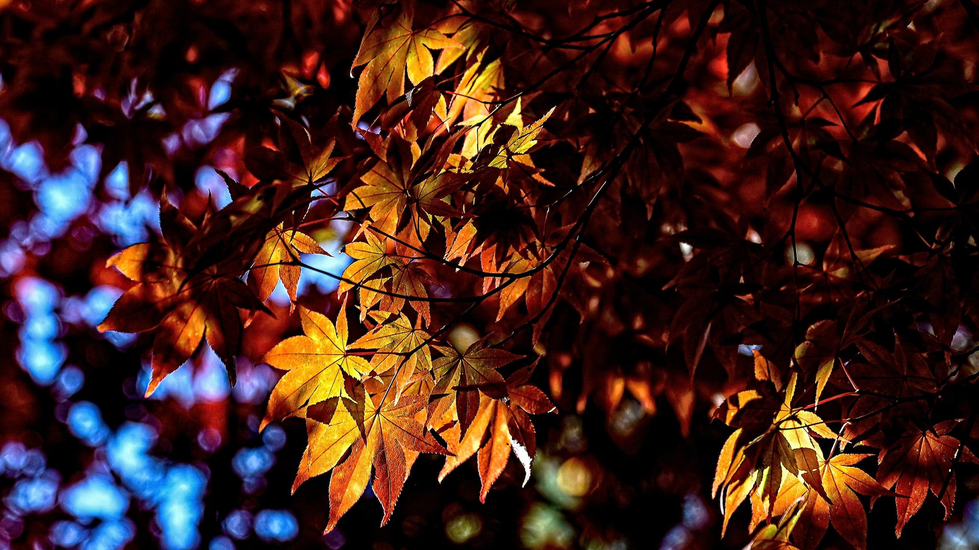 Orange foliage on campus, contrasted against a blue sky.