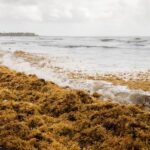 Sargassum is a type of leafy brown seaweed that floats on top of the ocean, and it's expected to blanket the shores of some Atlantic Coast beaches this summer. NC State researchers may have a solution.