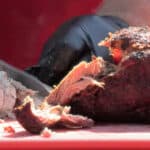 Gloved hands chop up meat for a barbecue.