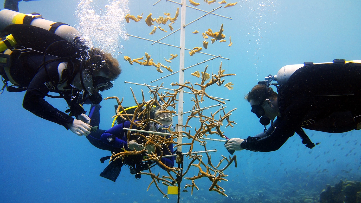 Three students clean coral on an underwater coral tree while scuba diving off the coast of Bonaire.