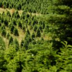 we spoke with Jamie Bookwalter, a mountain conifer extension specialist at NC State, to get the inside scoop on the 2023 North Carolina Christmas tree industry. 