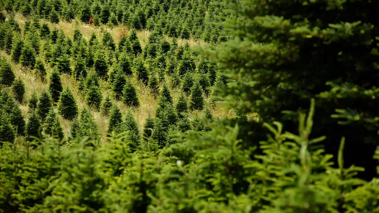we spoke with Jamie Bookwalter, a mountain conifer extension specialist at NC State, to get the inside scoop on the 2023 North Carolina Christmas tree industry. 