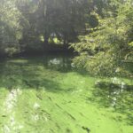 Scum-forming bloom of toxic cyanobacteria Microcystis in North Carolina coastal waters. Photo courtesy of Astrid Schnetzer.