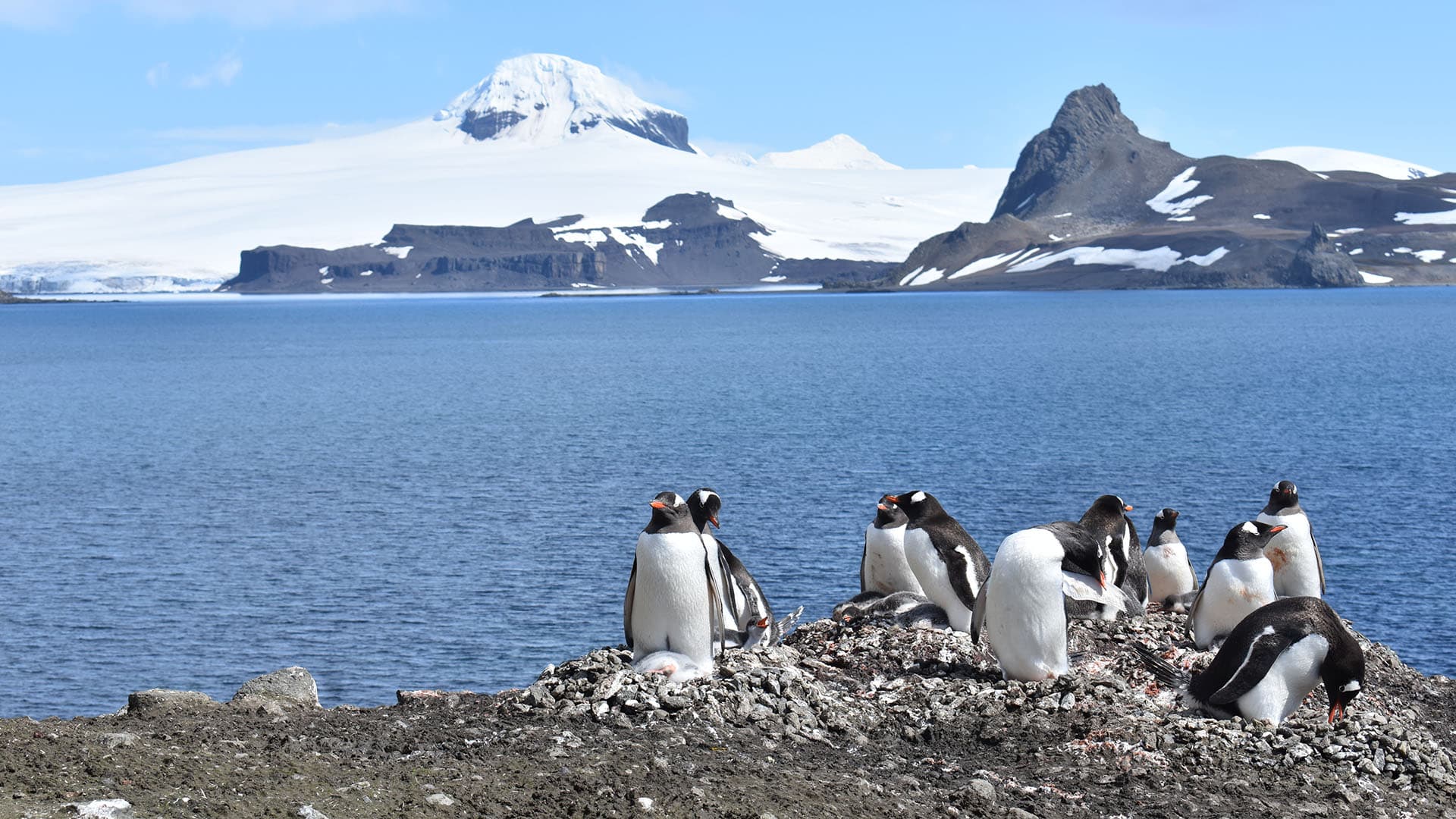 A group of Antarctic penguins stand on an outcrop of rock in front of a body of calm, blue water, with rugged, snow-covered ridges showing the background.