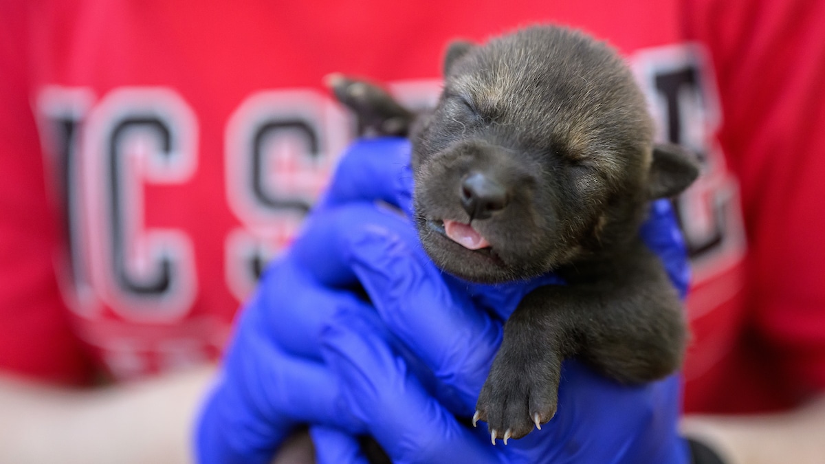 One of three critically endangered red wolf pups born on the College of Veterinary Medicine's campus.