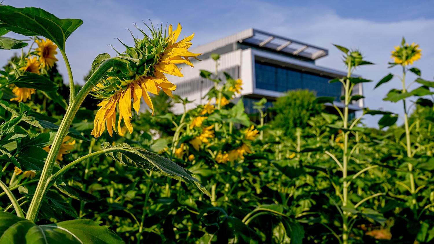 Summer sunflowers with the modern architecture of Hunt Library in the background with a blue sky.
