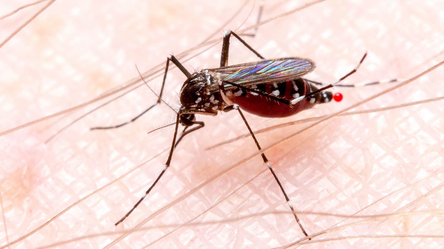 A mosquito landed on human skin.