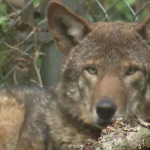 One of 10 wolves being cared for by the NC State Carnivore Conservation Crew.