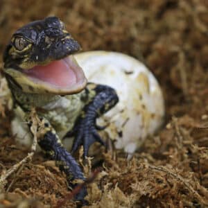 A reptile hatches from an egg.