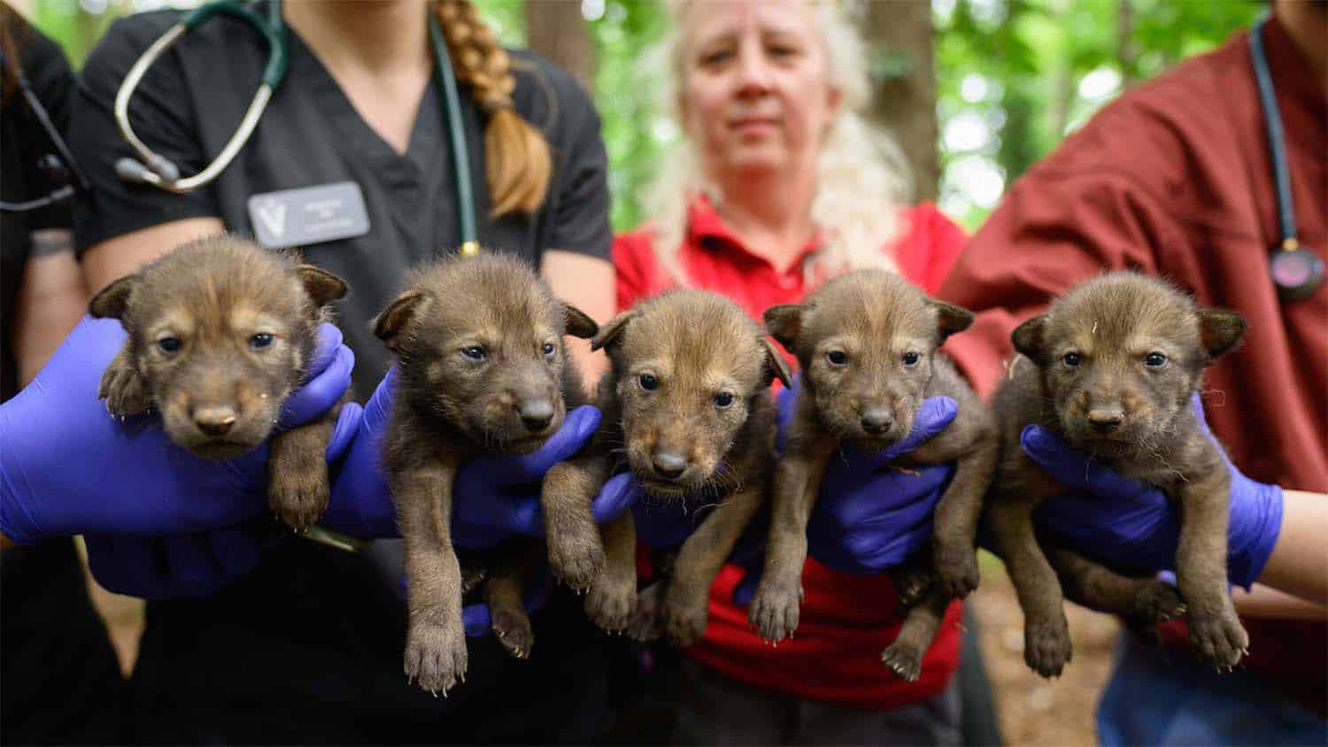 Five new red wolf puppies welcomed by the College of Veterinary Medicine.