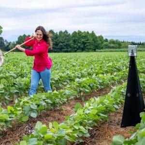 Graduate student Taynara Possebom swings a sweep net over a row of crops to survey the stink bug population.
