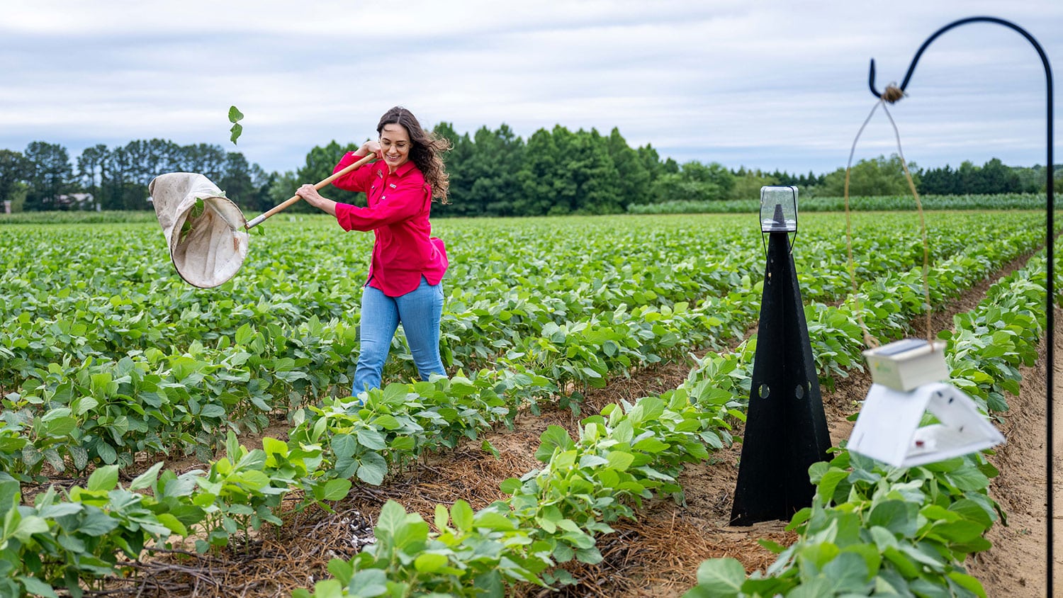 Graduate student Taynara Possebom swings a sweep net over a row of crops to survey the stink bug population.