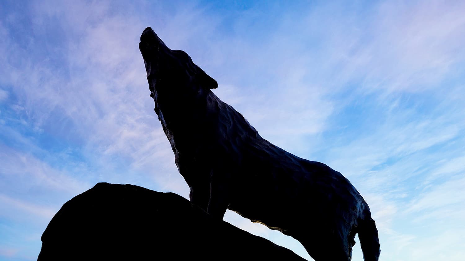 The silhouette of a howling wolf statue.