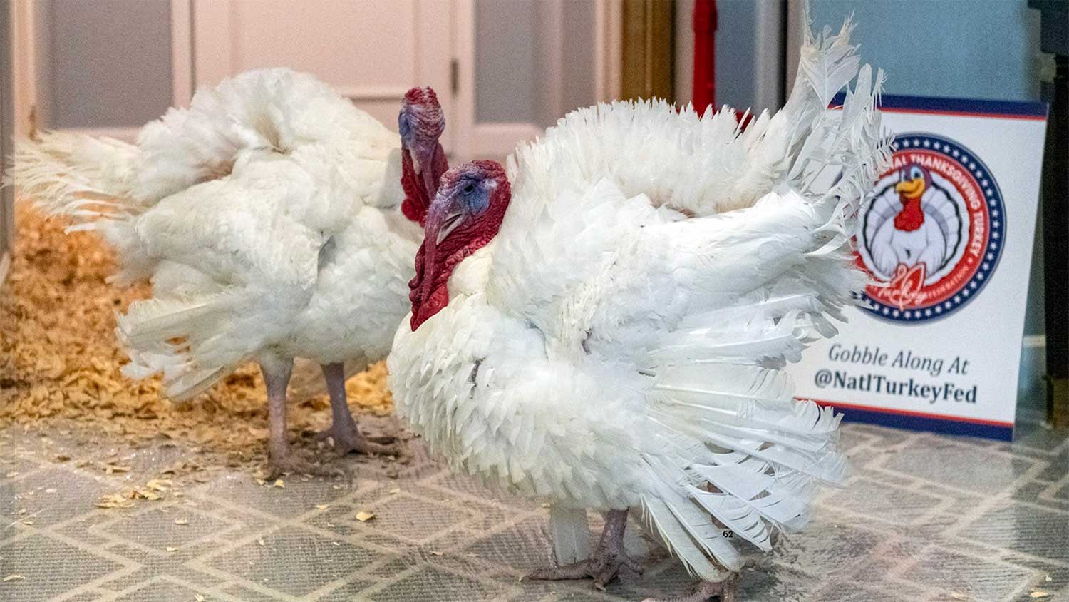 The 2025 National Thanksgiving Turkey and alternate, Gobble and Waddle, at the Willard Hotel in Washington, D.C. (Photo courtesy of the National Turkey Federation)